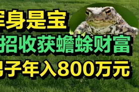 胆大心细的小伙养蟾蜍，2招破解蟾蜍财富密码，一年狂赚800万元!视频封面
