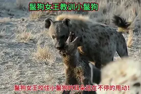 这只小鬣狗不守规矩，遭到鬣狗女王无情的惩罚，它的处境太悲惨了视频封面