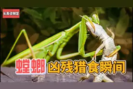 致命杀手！螳螂的凶残猎食瞬间，诡异凶猛的狩猎方式令人惊骇！视频封面