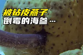 每天被钻皮燕子是什么感觉？视频封面