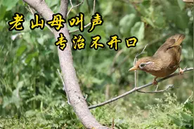 母画眉鸟王的叫声，无任何杂音，专治不开口的公鸟！视频封面
