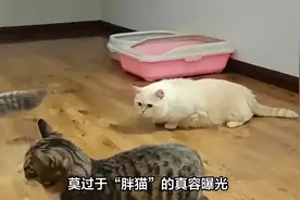 女主谭竹首次露脸回应，男主“胖猫”真容曝光，人不胖还挺帅视频封面