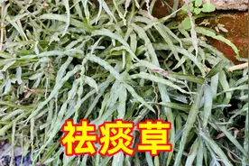 农村墙角下的井栏边草，很多人当杂草，其实价值很珍贵视频封面