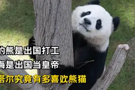 别的熊是出国打工，四海是出国当皇帝，卡塔尔究竟有多喜欢熊猫视频封面