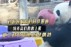 对游客偏爱对同伴照顾，饲养员们的心上熊，萌兰能成顶流绝非偶然视频封面
