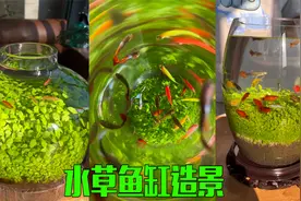 网上很火的水草生态养鱼，造景简单，不用过滤，不用打理？视频封面