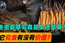 冬虫夏草究竟是虫还是草？一斤价格2万，它真的能战胜癌症？视频封面