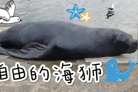 乌拉圭东角码头看海狮 顺便买鱼 Punta del Este视频封面
