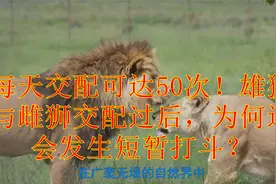 每天交配可达50次！雄狮与雌狮交配过后，为何还会发生短暂打斗？视频封面