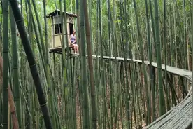 果然牛人都是不会走马路，女孩独自在荒山野岭徒手建造出悬空竹桥视频封面
