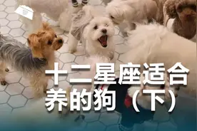 12星座适合养什么狗？赶紧来看看！视频封面