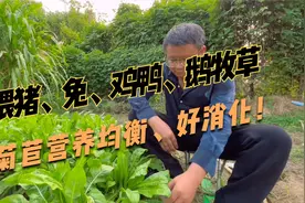 菊苣生长快，产量高，分蘖能力强，种植一次收割8年左右，营养好视频封面