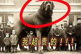 10条世界上最贵的狗视频封面