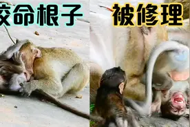 两只小猴子打架，大的出损招，小的妈妈把它修理出了心理阴影视频封面