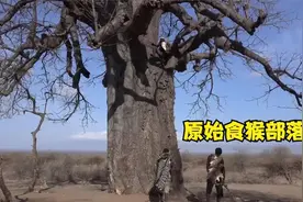 非洲哈扎比部落，一个以猴子为主食的原始部落视频封面