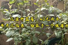 花盆如何种蓝莓，40元成本，年年开花结果，给孩子一个健康水果视频封面