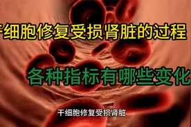 干细胞修复受损肾脏的过程，各种指标有哪些变化视频封面