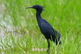 “门前一支香，家财全败光”，什么叫一支香？你家门口有吗？视频封面