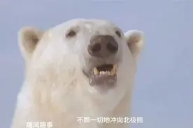 【因纽特人的日常-太炸裂-抢了儿媳妇还让怀孕-这个孩子算谁的？视频封面