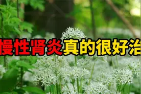 慢性肾炎 真的很好治视频封面
