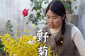 漫山遍野都是野菊花，怎样做出的野菊花茶花瓣不散又完整，喝着清香甘甜又不苦。#我的乡村生活   #农村美食  #新农人计划2024  #野菊花茶 视频封面