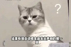 猫：好险差点饿死视频封面