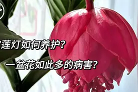 宝莲灯如何养护？一盆花如此多的病害？视频封面