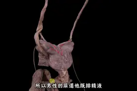 男性的泌尿和生殖系统（解剖学角度）视频封面