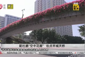 簕杜鹃“空中花廊” 妆点羊城天桥视频封面