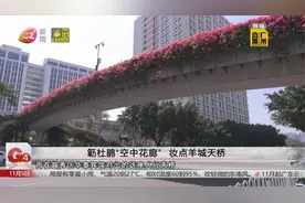 簕杜鹃“空中花廊” 妆点羊城天桥视频封面