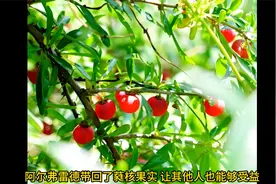“蕤”字怎么读？蕤核又是什么东西？视频封面