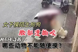 过节玩得太嗨，女子摸陌生狗狗脸部遭撕咬，哪些动物不要随便逗？视频封面
