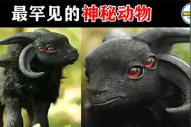 四角四眼似外星生命！10种极其罕见的神秘动物，你认识其中几个？视频封面