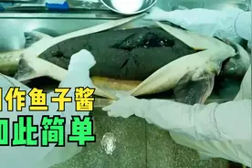 鲟鱼的一生，“黑色黄金”鱼子酱的秘密视频封面