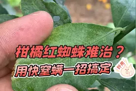 柑橘红蜘蛛难治，用“快窒螨”方案，一招轻松搞定它！视频封面