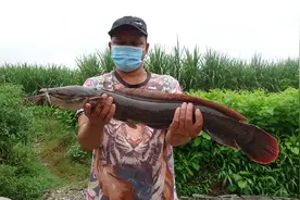 抓到米级巨货埃及塘鲺，做一道特色凉拌鱼生，两个人全部吃光光视频封面