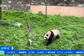 韩国旅游界人士“组团”探望大熊猫“福宝”视频封面