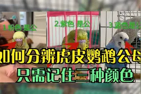 虎皮鹦鹉如何分辨公母？只要记住粉、紫、蓝这3种颜色就够了视频封面