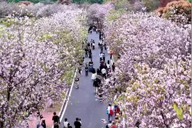宫粉紫荆与樱花共绘春日画卷 海珠湿地2025花朝节盛大启幕视频封面