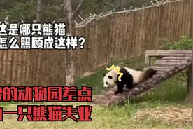 秦岭熊猫装瘸腿骗观众，差点让动物园被骂，害奶爸奶妈失业视频封面
