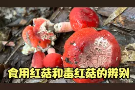 食用红菇和毒红菇的辨别视频封面