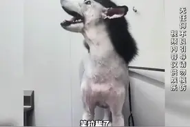原来修狗也是无法笑着走出理发店，盘点狗子剃毛后的样子#狗