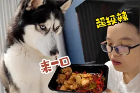看主人吃变态辣黄焖鸡，二哈死活都要来一口，结果被辣得翻白眼视频封面