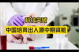科技突破！中国研究团队成功在猪体内培育出人源中期肾脏视频封面