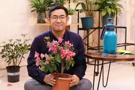 三角梅怎么养？园艺师教你，三角梅的详细养护技巧视频封面