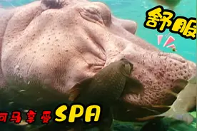 河马享受水中SPA，居然舒服的睡着了，视频珍贵，难得一见视频封面