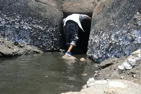 大潮后阿明到养殖场外赶海，不料这里竟是螃蟹的聚集地，太好抓了视频封面