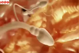 3D动画，给你讲述从精卵结合至胎儿形成全过程，感受生命奇妙！视频封面