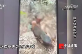 不用药 只用枪 保证野味食用安全？莫名山火烧出非法持枪案视频封面