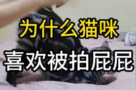 为什么猫咪喜欢被拍屁视频封面